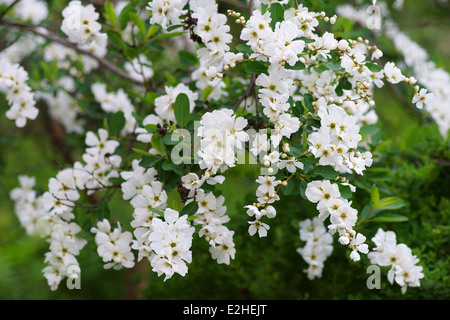Bush Pearl white blossom Exochorda korolkovii pearlbush Banque D'Images