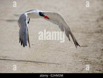 Sterne caspienne (Sterna caspia) en vol Banque D'Images