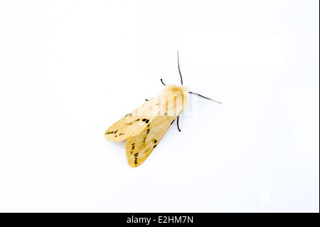 Buff hyponomeute du pommier- Spilosoma luteum sur fond blanc Banque D'Images