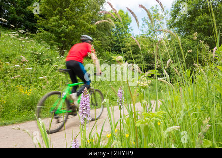 Eden château près de passerelle Stockton on Tees, Angleterre du Nord-Est, Royaume-Uni. 20 Juin, 2014. Cycliste passant sur les orchidées sauvages du Château Eden Passerelle sur un glorieux vendredi matin dans le nord-est de l'Angleterre. Le Château Passerelle Eden fait partie de la National Cycle Route Réseau. Credit : ALANDAWSONPHOTOGRAPHY/Alamy Live News Banque D'Images