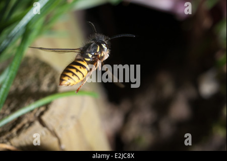 Commune Wasp, Vespula vulgaris, dans un jardin à Exeter, Devon, Royaume-Uni. Banque D'Images