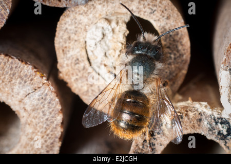 Une abeille maçon, Osmia bicornis, sur une maison en bambou pour les abeilles solitaires dans un jardin à Exeter, Devon, Royaume-Uni. Banque D'Images