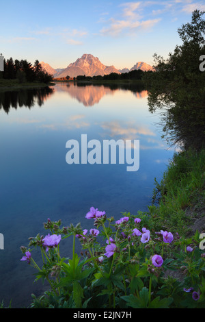 Fleurs de Printemps et Mt Moran reflète dans la Snake River comme vu dans le Grand Teton National Park, Wyoming Banque D'Images