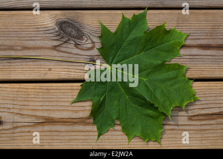 Feuille d'érable sur plancher bois Banque D'Images