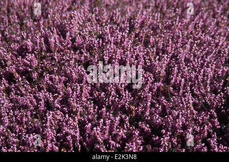 Erica x darleyensis 'Arthur Johnson' chambres en fleur Banque D'Images