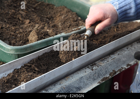 Avant de planter les graines de pois germées Étape 1 Remplissez la longueur de mélange de compost du sol avec gouttière Banque D'Images