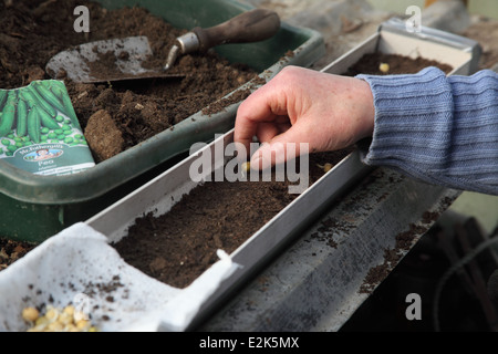 Avant de planter les graines de pois germées Etape 3 Placez les graines sur le sol avec la racine sur le sol Banque D'Images
