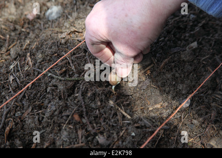 Avant de planter les fèves germées étape 4 Placez les graines dans le trou de plantation avec la racine vers le bas Banque D'Images