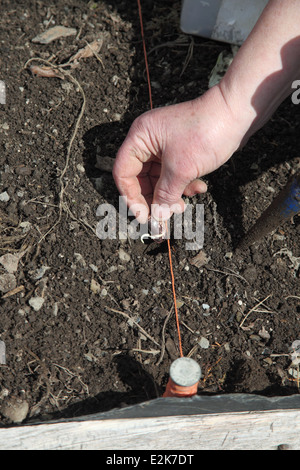 Haricots germés avant l'étape 2 Placez une graine doucement dans le trou avec la racine vers le bas Banque D'Images