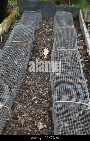 Avant la plantation de haricots germés étape 3 couvrir les lignes avec filet pour protéger des souris Banque D'Images