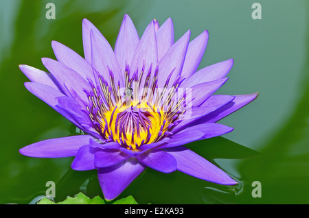 Beau nénuphar pourpre dans l'étang Banque D'Images