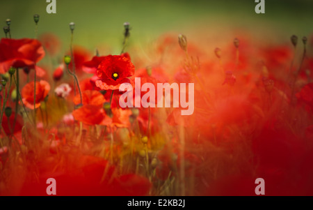 Coquelicot rouge (Papaver rhoeas) fleurissent dans un champ près de Basingstoke, Hampshire, Angleterre. Banque D'Images