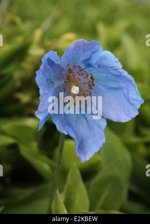 Meconopsis betonicifolia bergamot close up of flower Banque D'Images