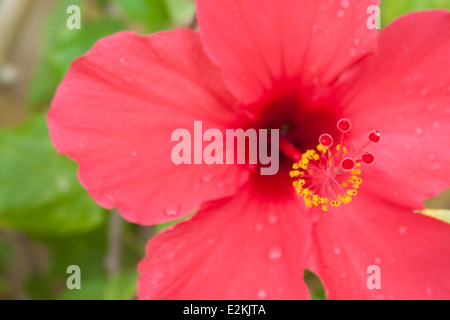 Hibiscus fleur closeup détail gouttes de rosée 'dew drops' 'floue' copie espace jardin vert Banque D'Images