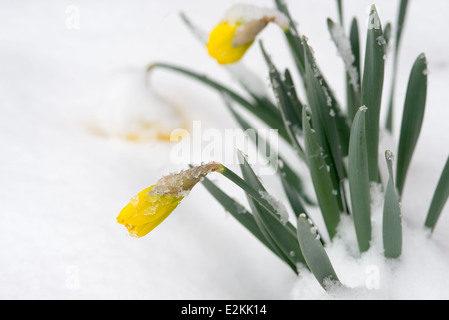 Pâquerettes fleuries dans la neige | Un groupe de pâquerettes jaunes penche sous une couche de neige de fin de saison, leurs fleurs penchées et leurs feuilles en forme de lame émergent à travers un tas de neige fraîche. Les fleurs de narcisse apparaissent généralement au début du printemps, et leurs tiges robustes leur permettent de se plier plutôt que de se briser sous un temps hivernal soudain. La scène capture le bref chevauchement entre la dernière neige de l’hiver et la première couleur du printemps. Banque D'Images