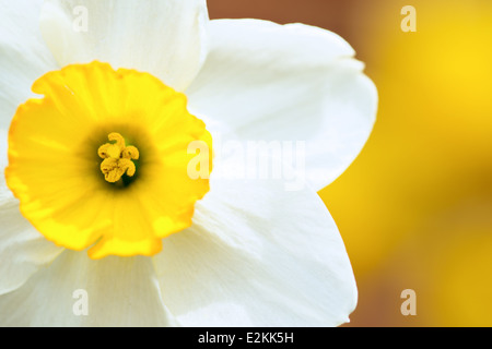 Fleur de jonquille gros plan Springtime // gros plan macro d'une jonquille jaune et blanche fleurissant dans l'arrosage. Banque D'Images