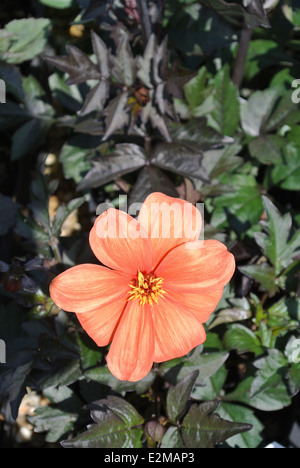 Dahlia 'Bishop of Oxford' Banque D'Images