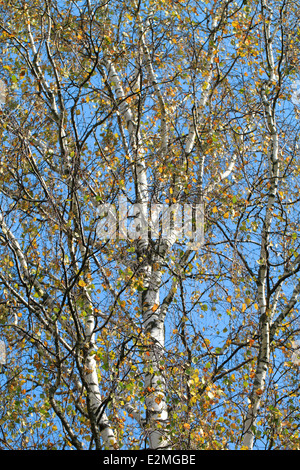 Bouleau magnifique avec des feuilles de couleur d'automne Banque D'Images