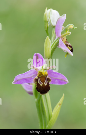 L'orchidée abeille (Ophrys apifera) sur Collard Hill Banque D'Images