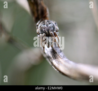 Peur sur la plante araignée poilu Banque D'Images