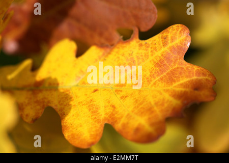 Feuille de chêne automne jaune vif Banque D'Images