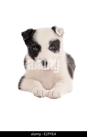 Un border collie noir et blanc sur blanc chiot Banque D'Images