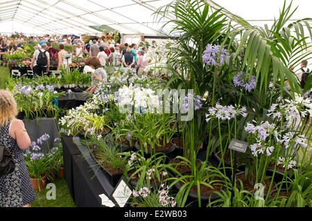 Blenheim Palace, Oxfordshire, UK. 21 Juin, 2014. Les visiteurs d'admirer certaines des expositions du salon floral de Blenheim dans l'Oxfordshire. Credit : Ric Mellis/Alamy Live News Banque D'Images