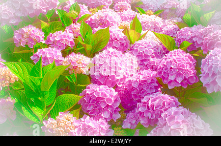 Très belle hortensia rose en pleine floraison Banque D'Images