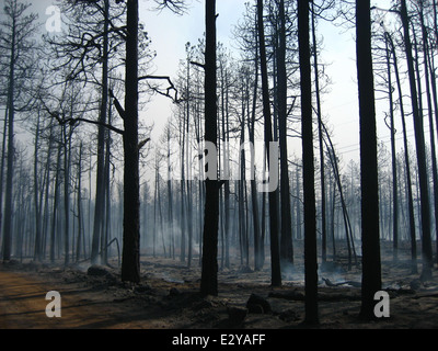 Arbres brûlés dans la forêt nationale de Coconino après l'incendie de Taylor, reflétant l'impact dévastateur des feux de forêt sur les écosystèmes forestiers et le processus de rétablissement. Banque D'Images