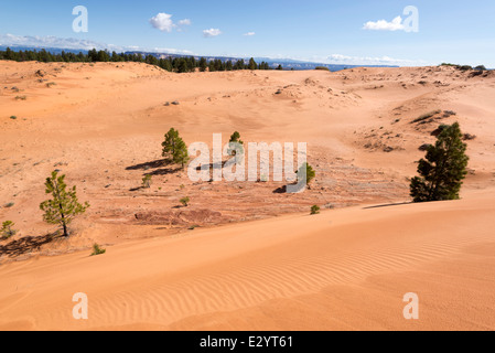 Dunes de sable dans le désert de montagne Moquith Zone d'étude, de l'Utah. Banque D'Images