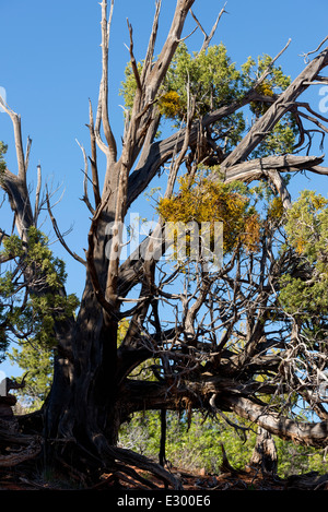 Sur le gui, juniper tree l'Utah du sud. Banque D'Images