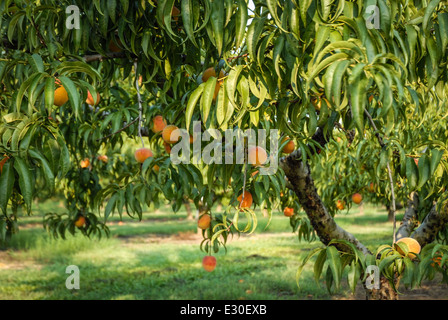 La récolte de saison frais de doux, Georgia peaches prêts pour la cueillette. USA. Banque D'Images