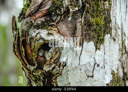 Tronc d'arbre noueux avec algues et mousses dans le nord de l'habitat de Wellington Everglades National Wildlife Refuge, en Floride. Banque D'Images