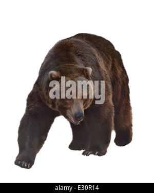 Aquarelle peinture digitale de grizzli isolé sur fond blanc Banque D'Images