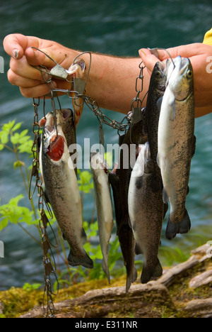 Stringer poisson avec la truite, McKenzie Wild and Scenic River, forêt nationale de Willamette, Oregon Banque D'Images