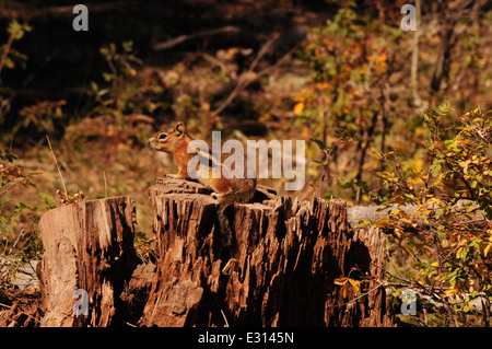 Golden-Mantled ground squirrel sur moignon Banque D'Images