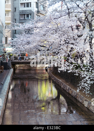 Rivière Takase et cherry blossom à Kiyamachi dori à Kyoto, Japon, 2014 Banque D'Images