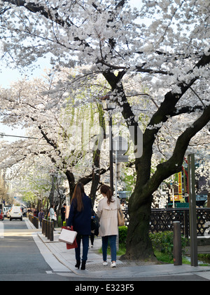 Cherry Blossom à Kiyamachi dori à Kyoto, Japon, 2014 Banque D'Images