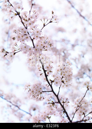 Libre de cerisiers en fleurs, fleurs de cerisier japonais contexte artistique Banque D'Images