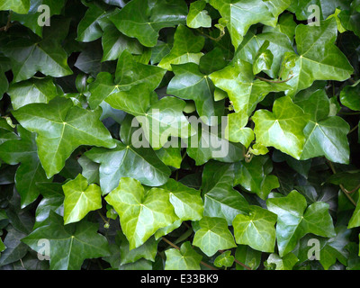 Une petite zone d'ombre de couverture brillant vert foncé feuilles ivy Banque D'Images