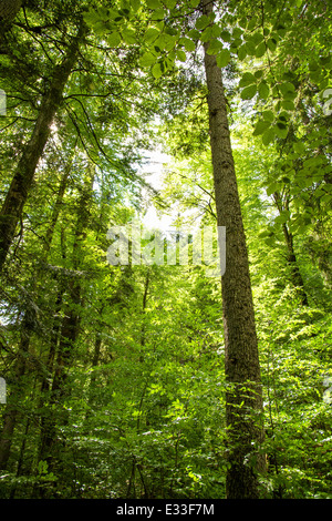 La lumière du soleil brille à travers les couronnes des vieux arbres dans UNE forêt en Autriche Banque D'Images