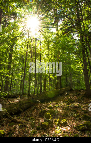 La lumière du soleil brille à travers les couronnes des vieux arbres dans UNE forêt en Autriche Banque D'Images