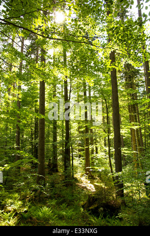 La lumière du soleil brille à travers les couronnes des vieux arbres dans UNE forêt en Autriche Banque D'Images