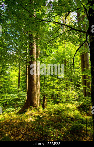 La lumière du soleil brille à travers les couronnes des vieux arbres dans UNE forêt en Autriche Banque D'Images