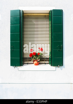 Windows vénitien avec des fleurs. Fenêtre sur mur blanc vert Banque D'Images
