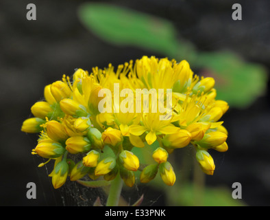 - Forsteranum Rock Stonecrop Sedum Banque D'Images