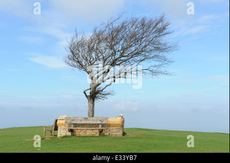 Arbre de hêtre (Fagus sylvatica) en haut de Cleeve Common, le point le plus élevé dans les Cotswolds, est situé sur Cleeve Hill entre Cheltenham et Winchcombe Banque D'Images