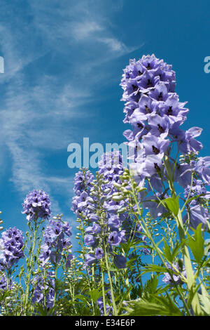 Delphiniums Blue Delft et un ciel bleu qui se développe dans un jardin à l'ouest du pays de Galles en été Juin 2014 UK KATHY DEWITT Banque D'Images