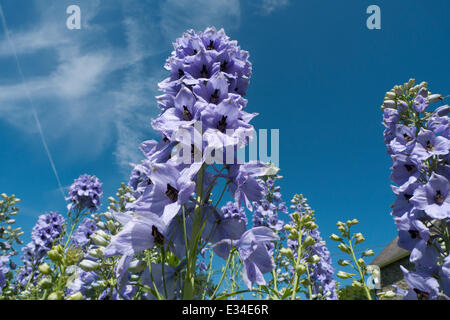 Delphiniums bleu delphinium fleurir contre un ciel bleu dans un jardin de campagne en été juin dans Carmarthenshire West Wales UK KATHY DEWITT Banque D'Images