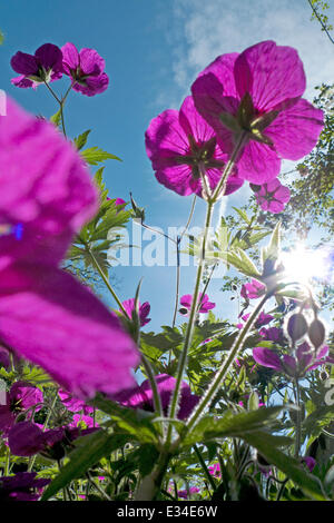 Géranium sanguin (Geranium psilostemon) fleurs en croissance dans un milieu rural jardin vu de l'angle faible contre un ciel d'été bleu Carmarthenshire Wales UK KATHY DEWITT Banque D'Images